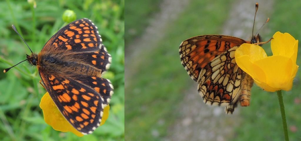 Melitaea